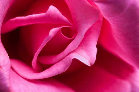 Close-up View of a Pink Rose